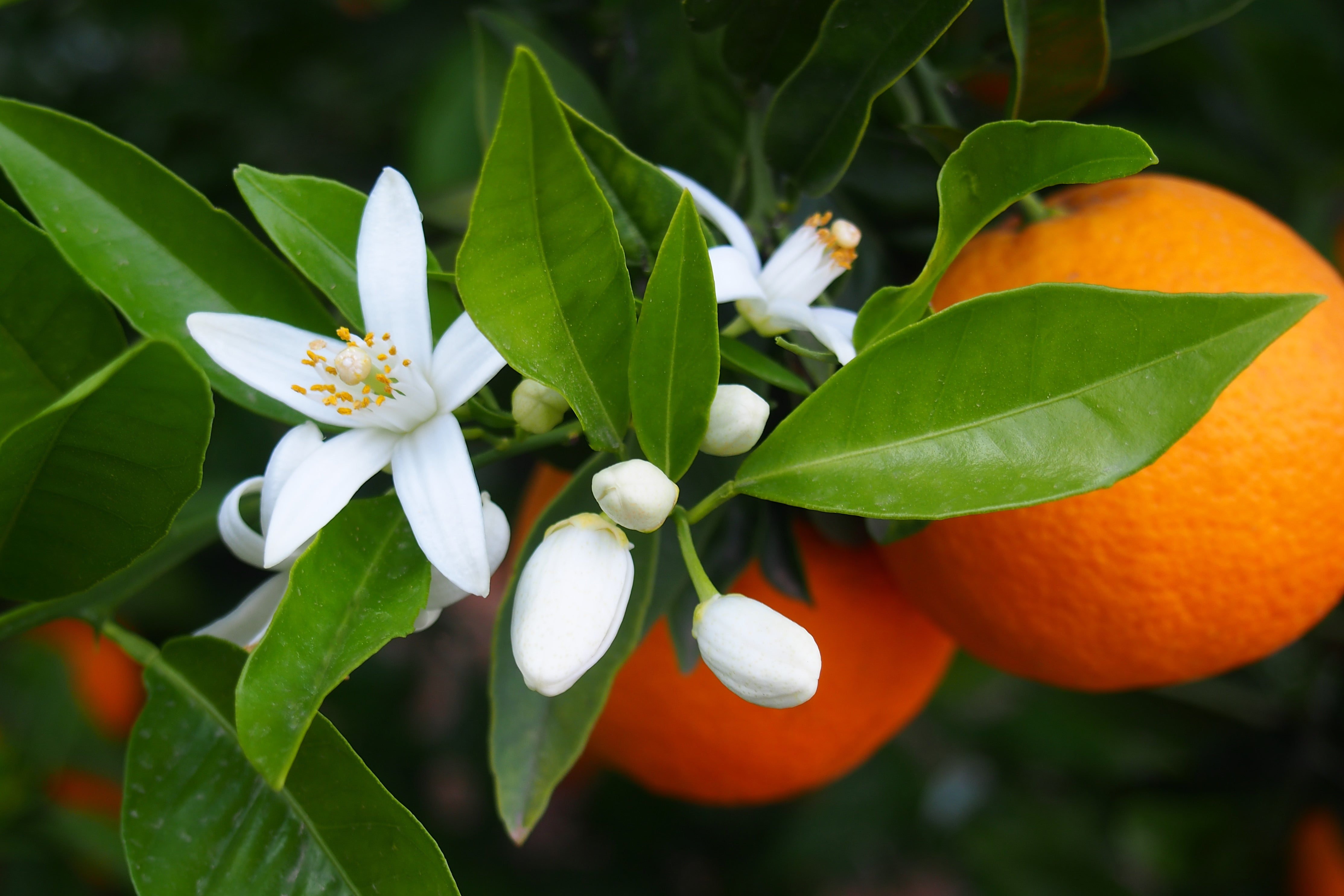 Neroli, Petitgrain, Tangerine– Three Oils from One Tree 