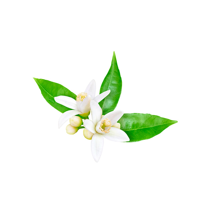 A cluster of neroli flowers with delicate white petals and yellow centers, accompanied by bright green leaves, arranged against a white background.