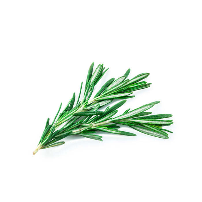 A fresh sprig of rosemary with slender, needle-like green leaves and a woody stem, arranged against a white background.